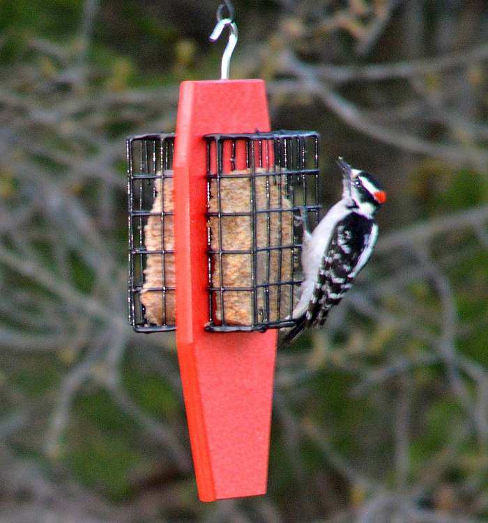 Recycled Poly Dual Tail-Prop Suet Feeder Red